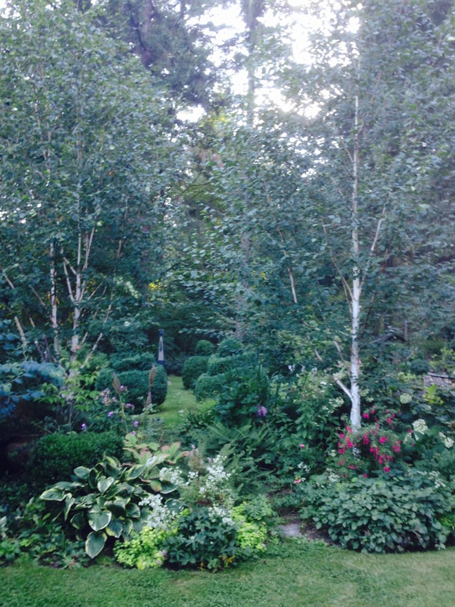 The striking white trunks of paper bark birches (Betula jacquemontii) highlighted in the shade of the understory. Photo: Greg Graves