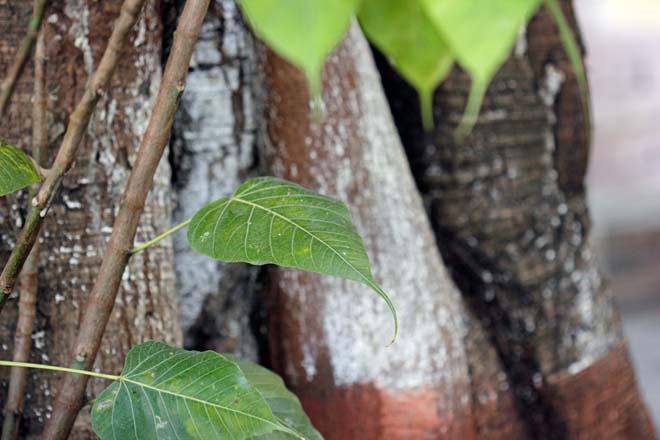 Peepul (Ficus religiosa) leaf detail, in front of the author’s childhood home. Photo: Kaizen Writer