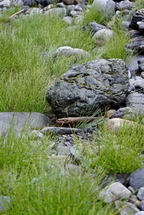 Aquatic horsetails growing along the Staircase Rapids trail near the Skokomish River in Olympic National Park. Photo: Daniel Mount