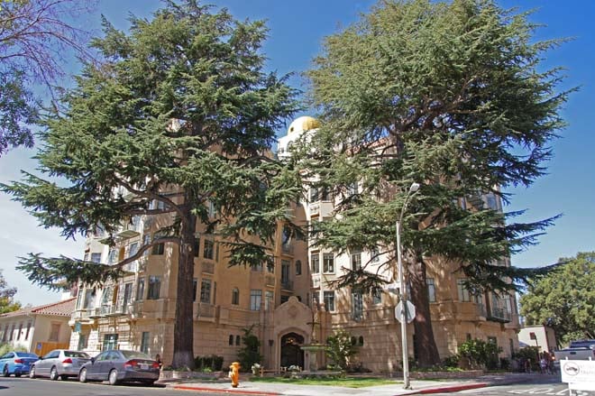 Deodar cedars (Cedrus deodara) planted in 1927 front the Laning Chateau, Palo Alto. Photo: Sairus Patel