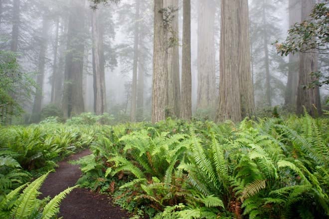 The Lady Bird Johnson Grove, Redwood National Park, California. Photo: Daniel Mount