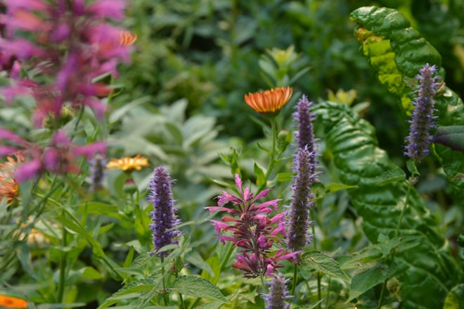 Agastache rupestris, A. foeniculum, calendula and garden sage provide color, cut flowers, and edible blooms. Photo: James Forkner