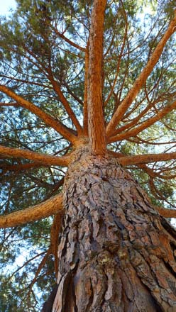 Italian stone pine (Pinus pinea) Photo: Devaki Bhaya