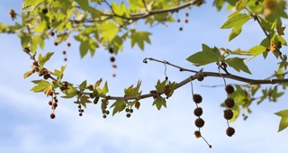 caring-canopy-feature