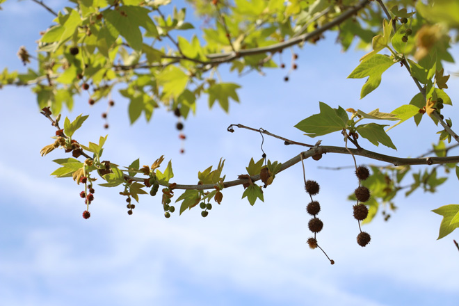 California sycamore (Platanus racemosa) with fruit. Photo: Jane Edberg