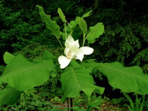 Magnolia macrophylla 'Ashei' blossom. Photo: Greg Graves