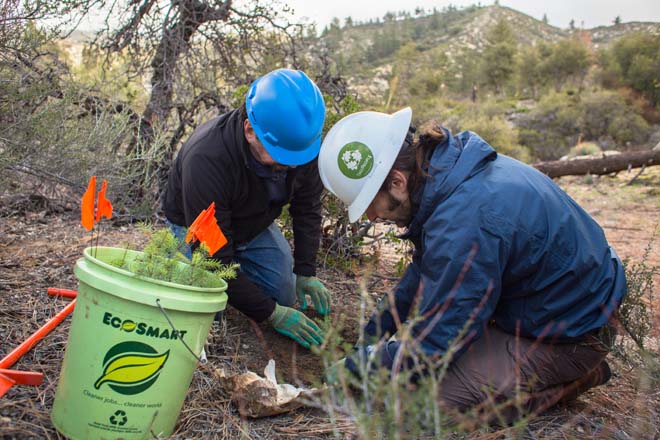 By planting trees, harvesting seeds, watering, and removing non-native vegetation, TreePeople volunteers are helping to heal the fire-damaged ecosystem in Angeles National Forest. Photo: James Kellogg/TreePeople