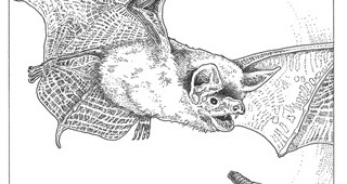 Bat-feature