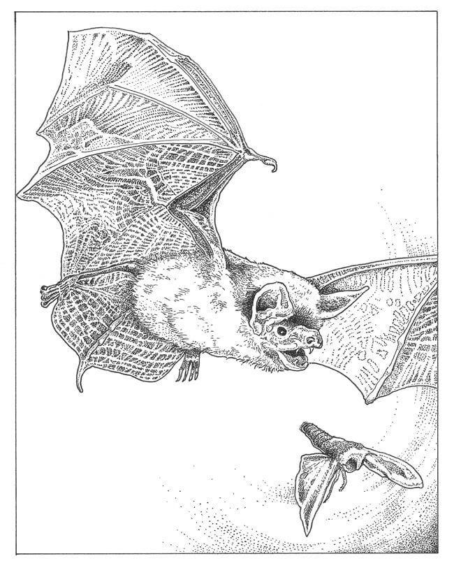 Mexican free-tailed bat (Tadarida brasiliensis) Illustration: Craig Latker