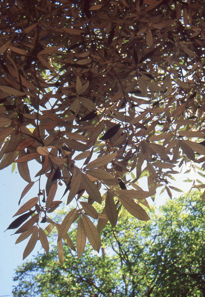 The evergreen silver oak (Quercus hypoleucoides) is a recommended street tree in Portland. Photo: Sean Hogan