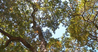 Create-canopy-feature