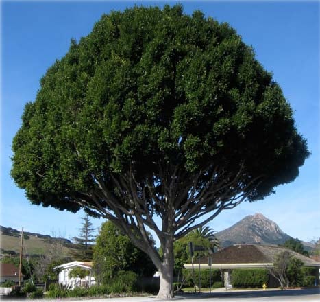 Indian laurel fig (Ficus microcarpa) is a common street tree in Southern California and valued for its massive canopy of dark green foliage. Photo: Matt Ritter