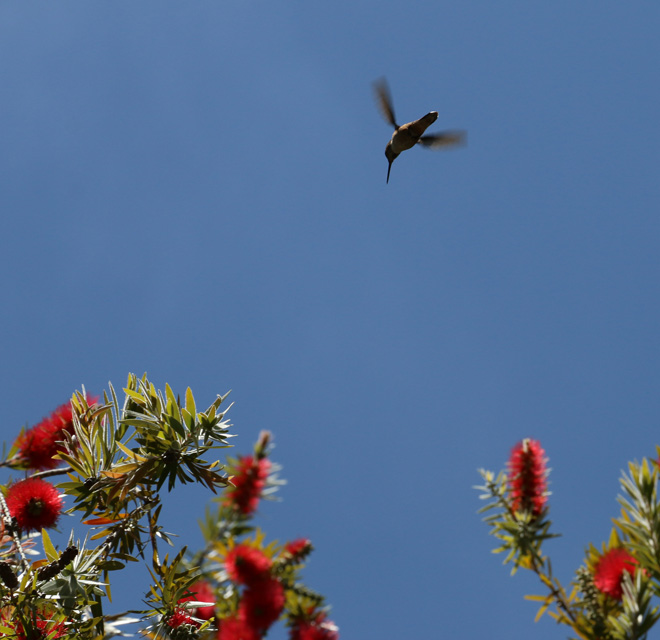 Scarlet blooms on stiff bottlebrush (Callistemon rigidus) are a magnet for hummingbirds. Photo: Jane Edberg
