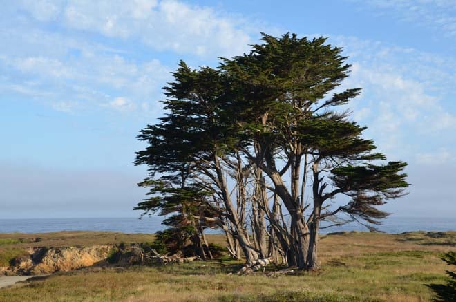 Monterey cypress (Hesperocyparis macrocarpa formerly Cupressus macrocarpa) develops a dramatic form as it provides a good windscreen along the coast. Photo: Jeff Reimer