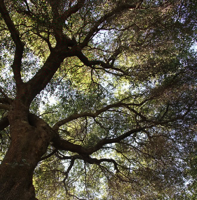 The dwarf interior live oak (Quercus wislizenii var. frutescens) has a sturdy structure and thrives in rocky or poor soils common in the urban West. Photo: Sean Hogan