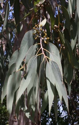 Orange gum (Eucalyptus prava) foliage detail. Photo: Jane Edberg
