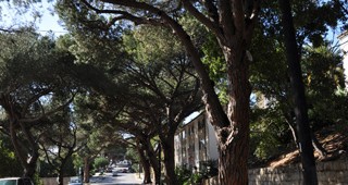 urban-forest-feature
