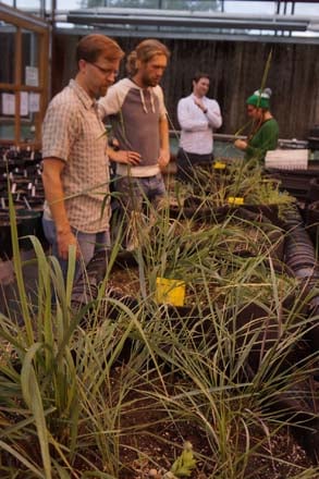 University of Washington Associate Professor Bakker with student Nate Haan, examining how the hemi-parasitic golden paintbrush (Castilleja levisecta) performs when grown with different prairie species. Photo: Daniel Mount