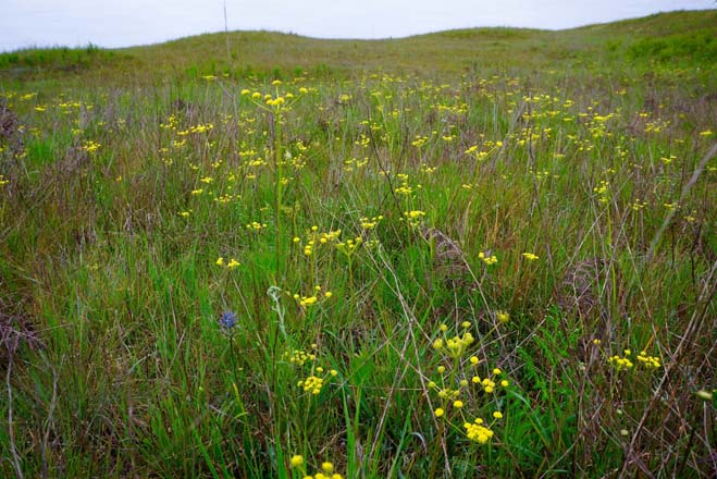Spring gold, or common lomatium (Lomatium utriculatum) coming up among native and non-native grasses on the gravelly mounded uplands of the Glacial Heritage Preserve. Photo: Daniel Mount
