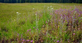Prairie-feature