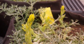online-prairie-feature