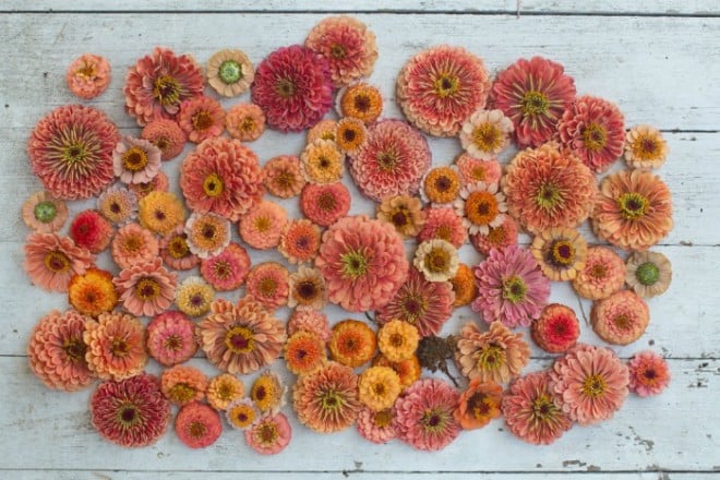 Floret Flower Farm searches out choice colors and forms of their favorite cutting flowers like these salmon colored zinnias. Photo: Chris Benzakein