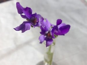 Sweet violets Photo: Lorene Edwards Forkner