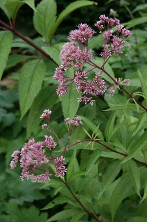 Eutrochium maculatum (syn. Eupatorium maculatum) ‘Gateway’ has tall seven-foot stems topped by dusky magenta blooms beloved by butterflies. Photo: Richie Steffen, Great Plant Picks