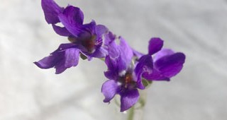 violets-feature