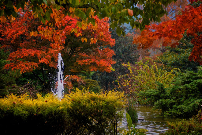 This Japanese maple (Acer palmatum ) planted by the Kittle family in the early 1900s is located near the site of the Kittle home. Photo: Gary Scales