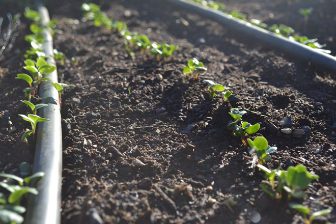 Efficient drip irrigation targets roots on tiny seedlings and minimizes water loss to evaporation.
Photos: courtesy of Farmscape