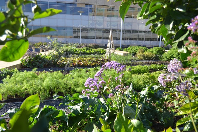 Light and heat reflected off a neighboring office building offset the naturally cool and foggy growing conditions in the Mission District. Photo: courtesy of Farmscape