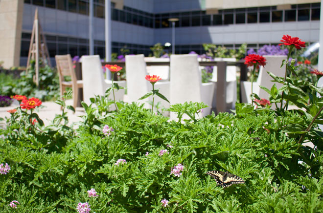 Sturdy scented geranium plants shelter young seedlings from the wind and produce flowers and foliage for cocktail garnishes. Photos: courtesy of Bon Appetite Management Company