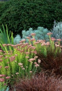 Hylotelephium spectabile ‘Autumn Joy’ (formerly Sedum spectabile ‘Autumn Joy’) flowering with Carex secta and artemisia in a summer-dry garden border. Photo: Saxon Holt