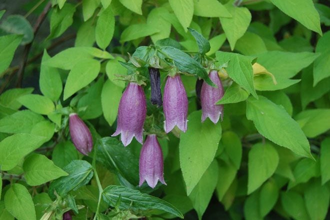 Spotted bellflower (Campanula punctata) from Asia produces multiple flowering spires from plants with a spreading habit. Photo: Earl Nickel