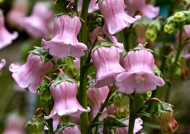 The recurved pink bells of the unusual Azores bellflower (Azornina vidalii syn. Campanula vidalii). Photo: courtesy of Annie’s Annuals