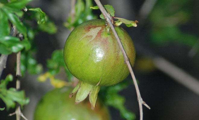 The young fruit of ‘Ganesh’ pomegranate, a popular variety from India. Photo: Meredith French