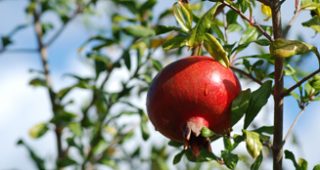 Pomegranate feature