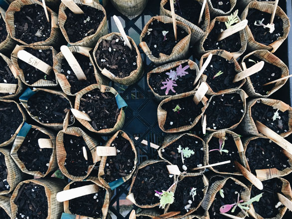 Seedlings await planting in handmade newspaper seed pots. Photo: Ethan Bodnar