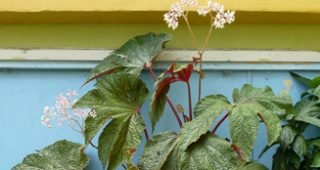 Begonias feature