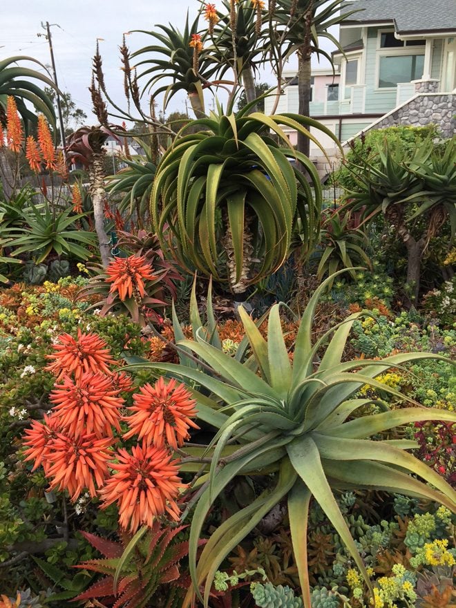 Showy aloe blossoms brighten up the winter garden. Photo: Mary Dodder McCorkle