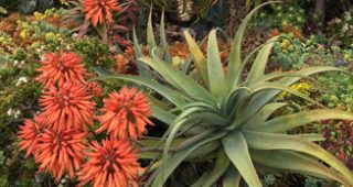 aloe-feature