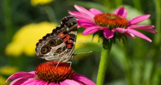butterfly-feature