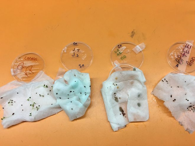 Students learn and rigorously adhere to the scientific method when conducting their classroom experiments.
Photo: The Street School, Tulsa, Oklahoma