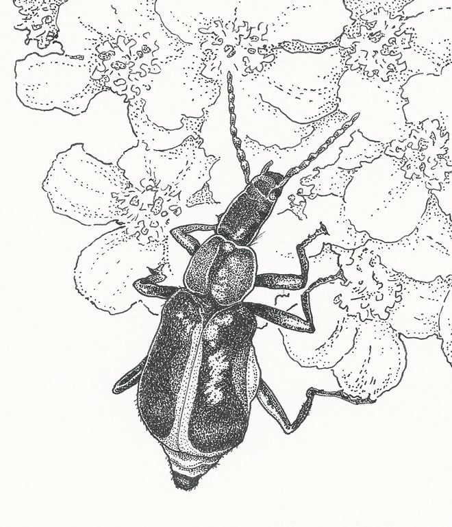 Tanaops longiceps, a member of the Soft-winged Flower Beetle family. Illustration: Craig Latker