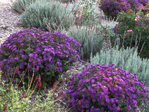The WUCOLS IV database classifies Symphyotrichum novae-angliae ‘Purple Dome’ as a medium water use perennial for California’s North-Central Coastal, Central Valley, South Coastal, and South Inland regions. Photo: UC Davis Arboretum and Public Garden, Ellen Zagory