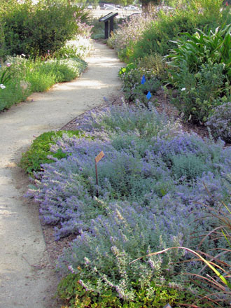 Nepeta x faassenii. Photo: UC Davis Arboretum and Public Garden, Ellen Zagory 