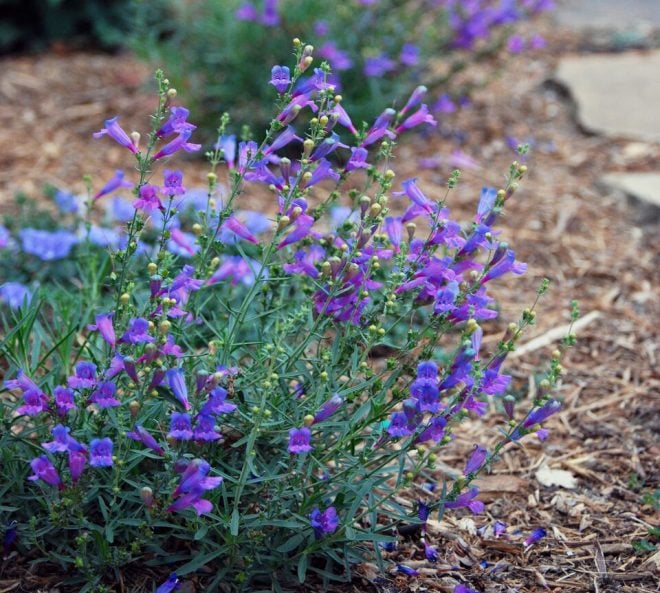 Penstemon heterophyllus ‘Margarita BOP’ is a beautiful and resilient plant adapted to dry conditions. Photo: Urban Water Group