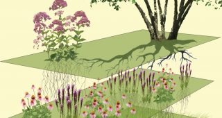plant communities feature