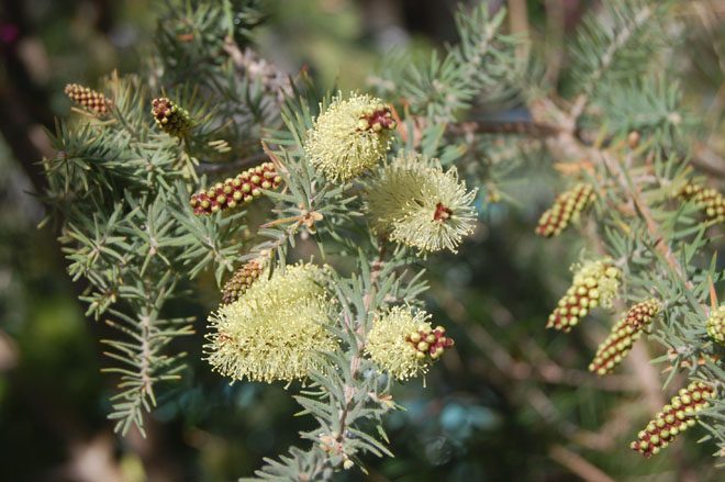 Melaleuca incana Photo: Earl Nickel